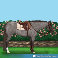 Horse Color:Liver Red Roan 