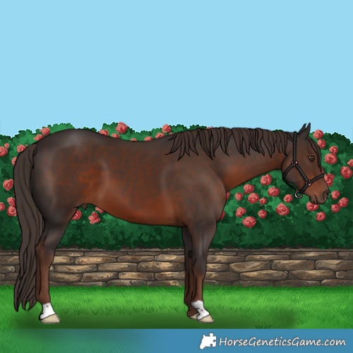 Horse Color:Liver Chestnut 