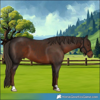 Horse Color:Liver Chestnut 
