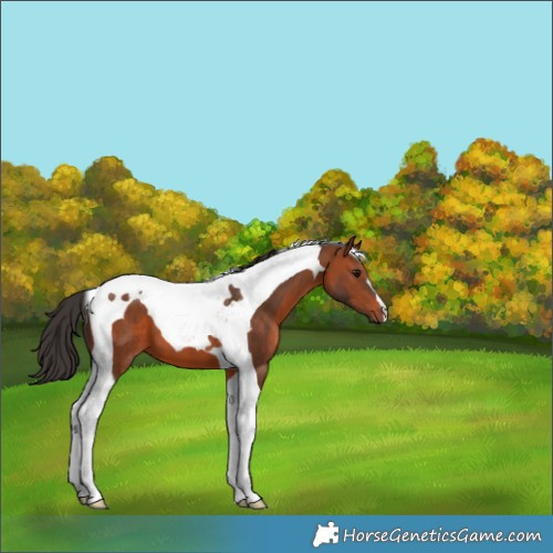 Horse Color:Bay Tobiano 