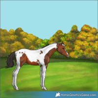 Horse Color:Bay Tobiano
