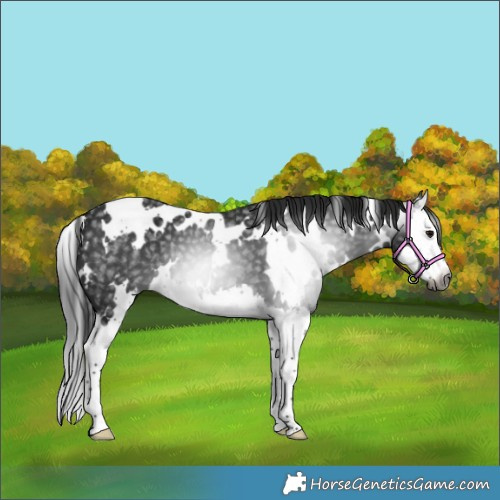 Horse Color:Gray White Spotted Black Splash 
