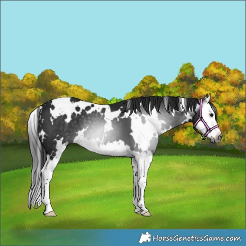 Horse Color:Gray White Spotted Black Splash 