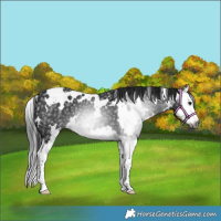 Horse Color:Gray White Spotted Black Splash 