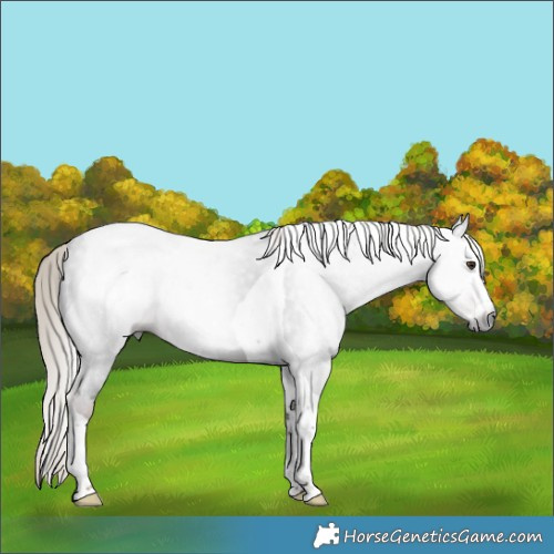 Horse Color:Gray Liver Chestnut Splash Tobiano 