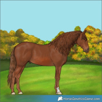 Horse Color:Chestnut 