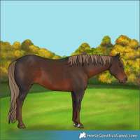 Horse Color:Liver Chestnut 