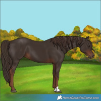 Horse Color:Liver Chestnut 