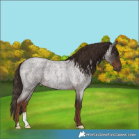 Horse Color:Liver Red Roan Rabicano 