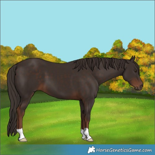 Horse Color:Liver Chestnut 