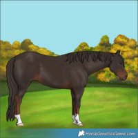 Horse Color:Liver Chestnut