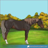 Horse Color:Liver Chestnut 