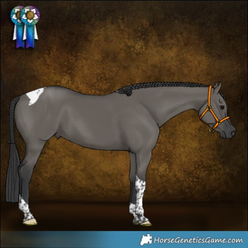 Horse Color:Grullo Tobiano 