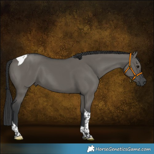 Horse Color:Grullo Tobiano 
