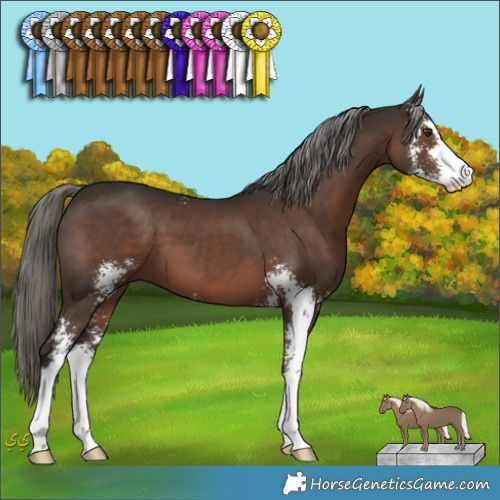Horse Color:Liver Chestnut Mushroom Sabino 