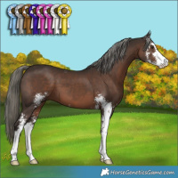 Horse Color:Liver Chestnut Mushroom Sabino 