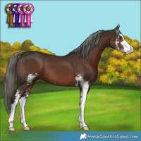 Horse Color:Liver Chestnut Mushroom Sabino