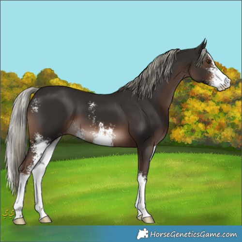 Horse Color:Liver Chestnut Mushroom Sabino 