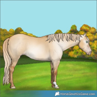 Horse Color:Gray Gold Cream Champagne Dun 