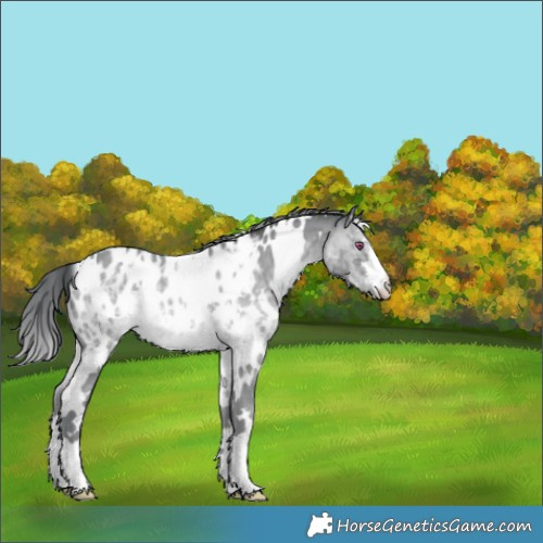 Horse Color:Platinum White Spotted Sable Champagne Chinchilla Appaloosa 