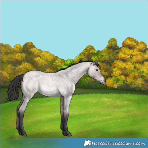 Horse Color:Platinum Bay Roan Dun