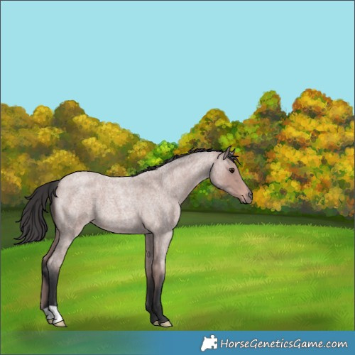 Horse Color:Platinum Bay Roan