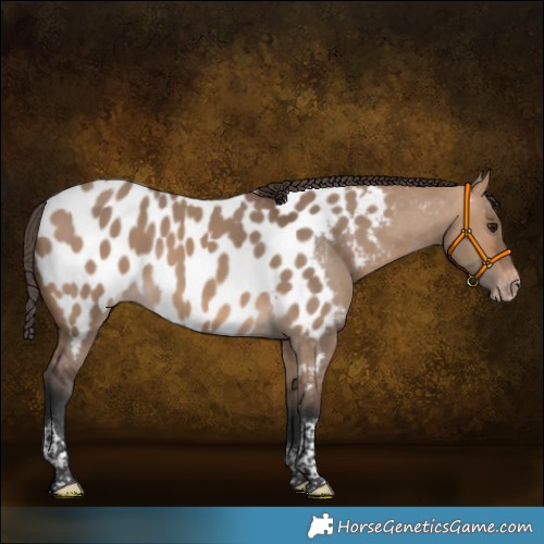 Horse Color:Bay Dun Tobiano Near Leopard 