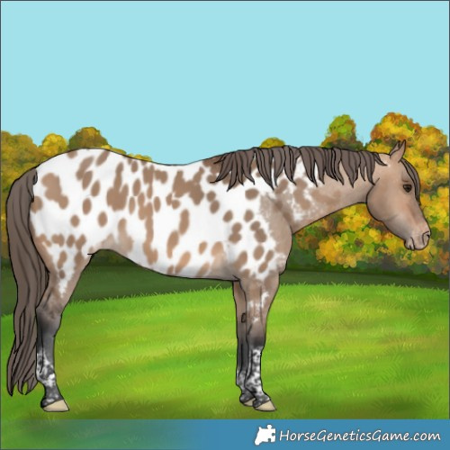 Horse Color:Bay Dun Tobiano Appaloosa 