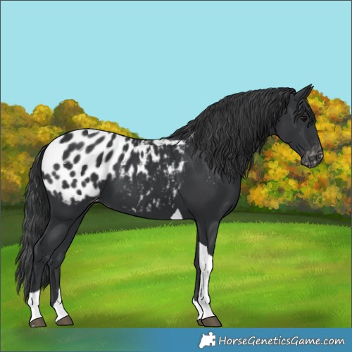 Horse Color:Black Tobiano Appaloosa 