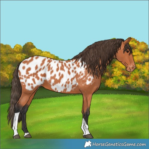 Horse Color:Bay Tobiano Appaloosa