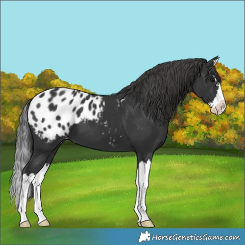 Horse Color:Black Splash Appaloosa 