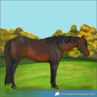 Horse Color:Bay 