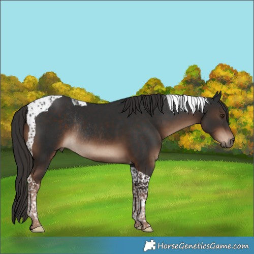 Horse Color:Liver Chestnut Tobiano Rabicano