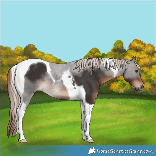 Horse Color:Liver Chestnut Tobiano Rabicano
