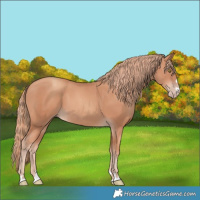 Horse Color:Gold Champagne 