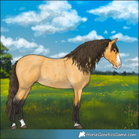 Horse Color:Buckskin Roan Splash 