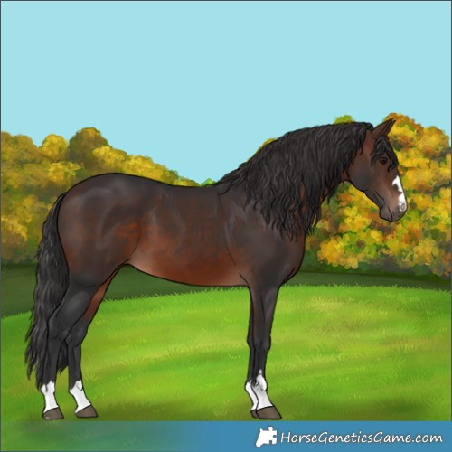 Horse Color:Brown 