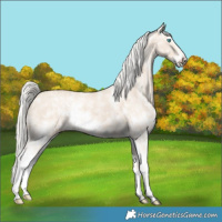 Horse Color:Cremello Sabino  and Cremello Sabino Frame 