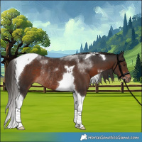 Horse Color:Liver Chestnut Tobiano Rabicano 