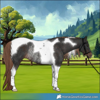 Horse Color:Liver Chestnut Tobiano Rabicano