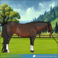 Horse Color:Liver Chestnut Rabicano 