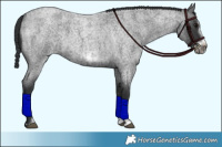 Horse Color:Blue Roan Sabino Splash and Blue Roan Sabino Splash Frame