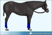 Horse Color:Smoky Black  and Smoky Black Frame 