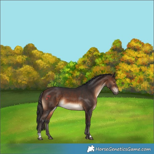 Horse Color:Bay 