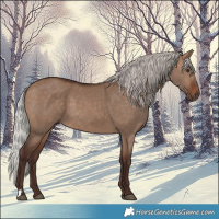 Horse Color:Silver Brown Dun 