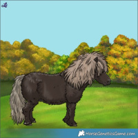 Horse Color:Liver Chestnut Rabicano