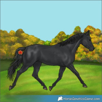 Horse Color:Black 