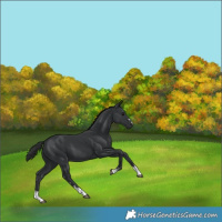 Horse Color:Black 