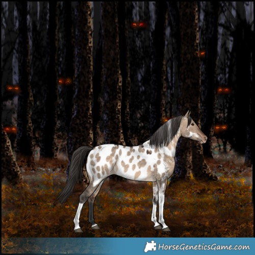 Horse Color:Bay Dun Tobiano Appaloosa Rabicano 