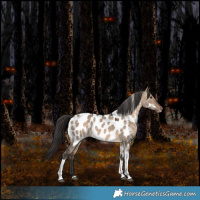 Horse Color:Bay Dun Tobiano Appaloosa Rabicano